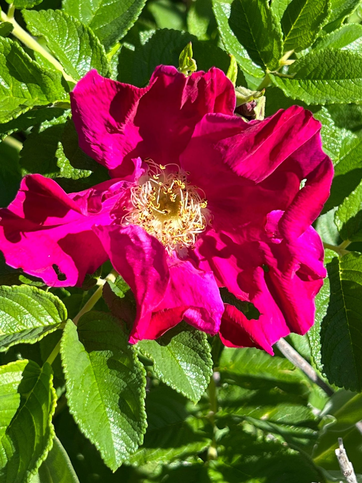 Hug In A Cup - 2oz Bag - Drink & Bathe Single Bag